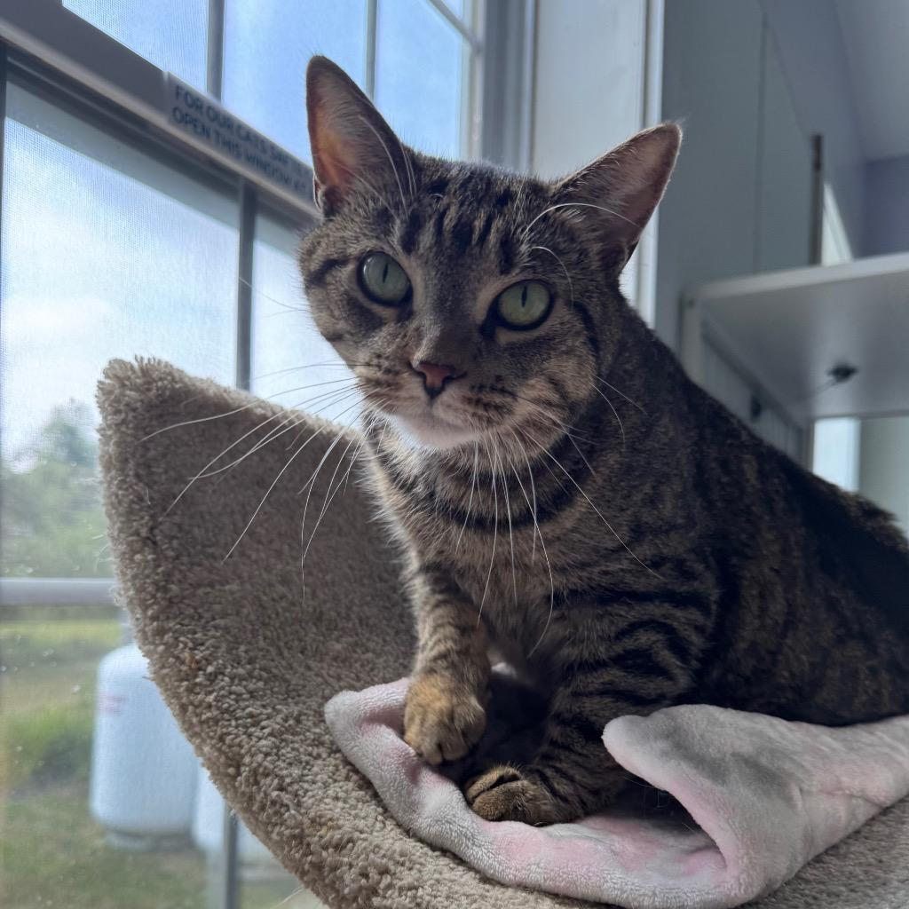 Kit (fka Felix), Adoptable, Senior Female Domestic Short Hair.