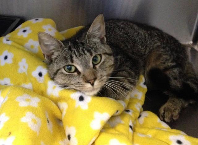 Kit (fka Felix), a Adoptable mixed breed in Cumberland, ME image 1/2