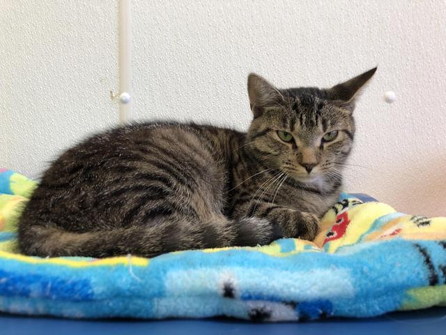 Kit (fka Felix), a Adoptable mixed breed in Cumberland, ME image 2/2