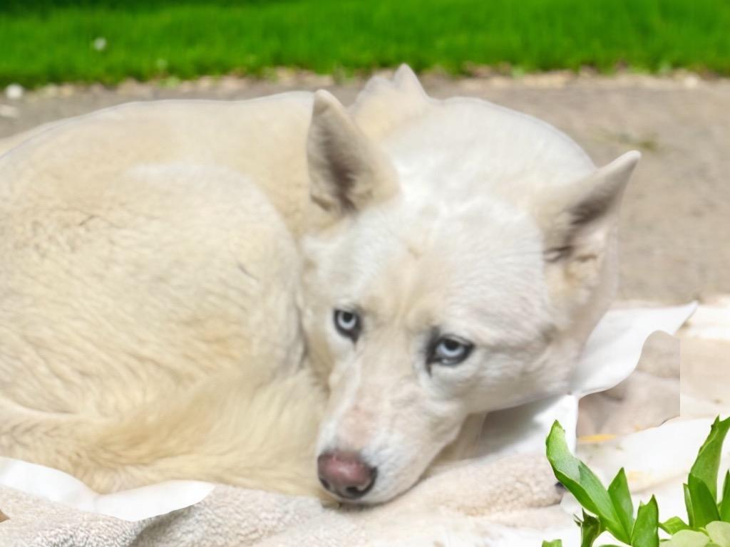 Sassy, a Adoptable Siberian Husky in Crossville, TN image 1/5