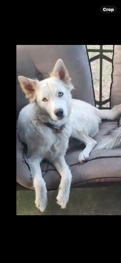 Sassy, a Adoptable Siberian Husky in Crossville, TN image 2/5