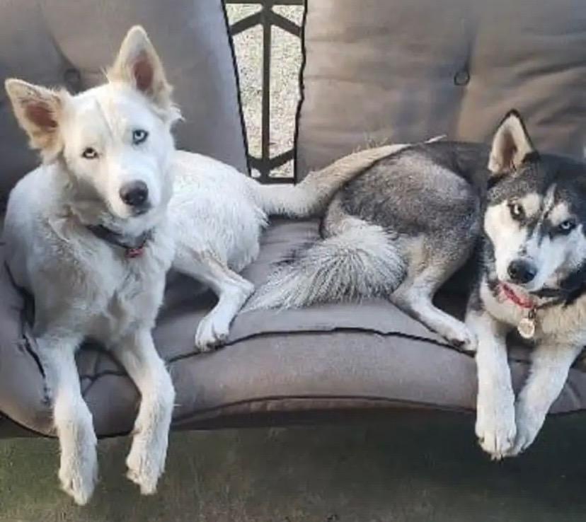 Sassy, a Adoptable Siberian Husky in Crossville, TN image 3/5