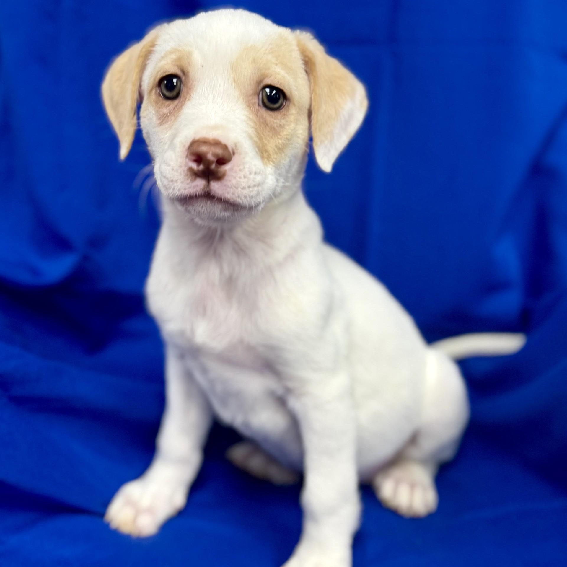 Triss Merigold (CONC-A-9030)