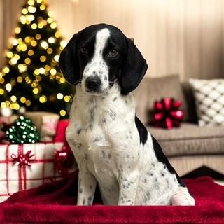 Enlarge Woody, a ADOPTABLE mixed breed in Lebanon, TN image 1/4