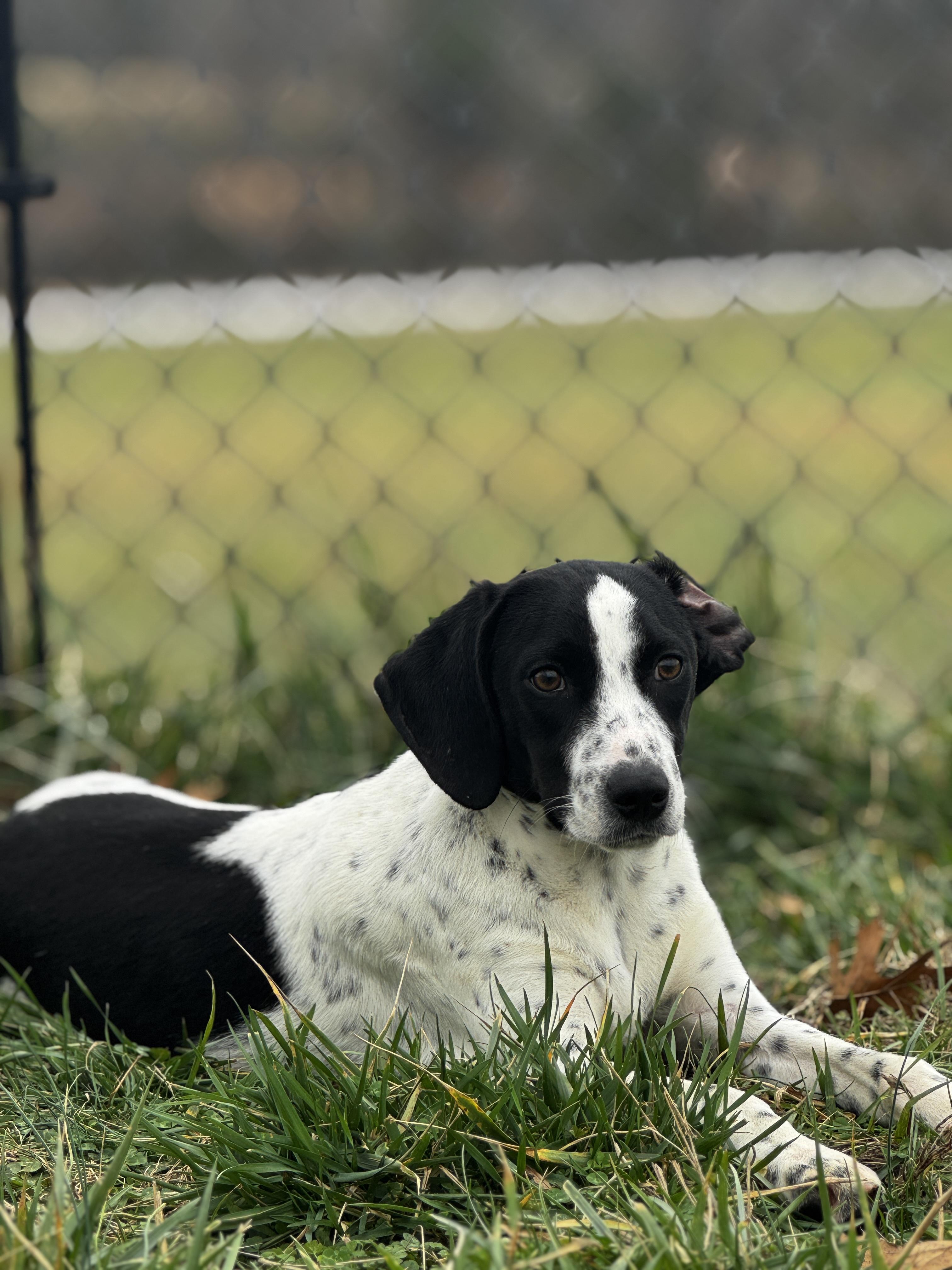 Enlarge Woody, a ADOPTABLE mixed breed in Lebanon, TN image 3/4