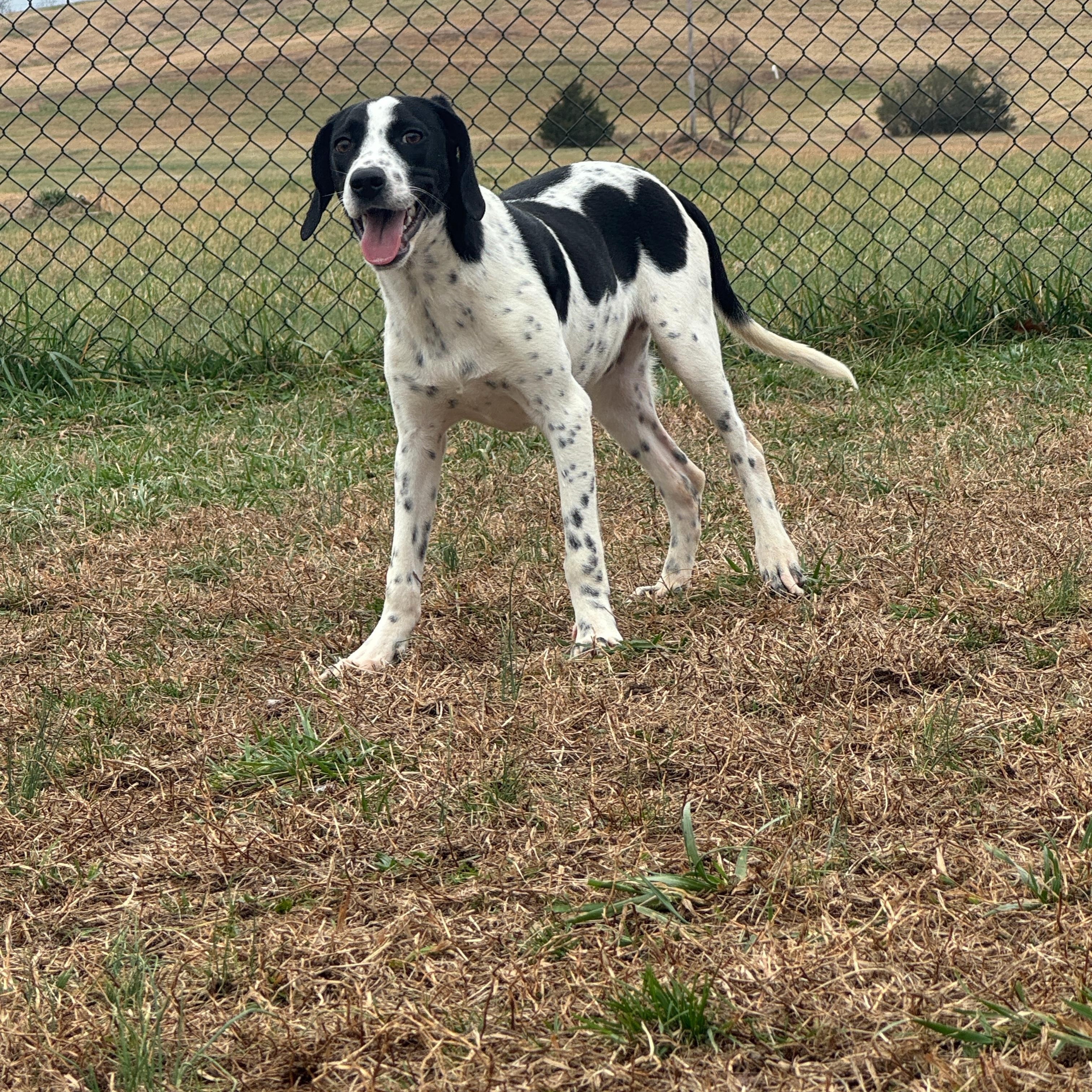 Enlarge Woody, a ADOPTABLE mixed breed in Lebanon, TN image 2/4