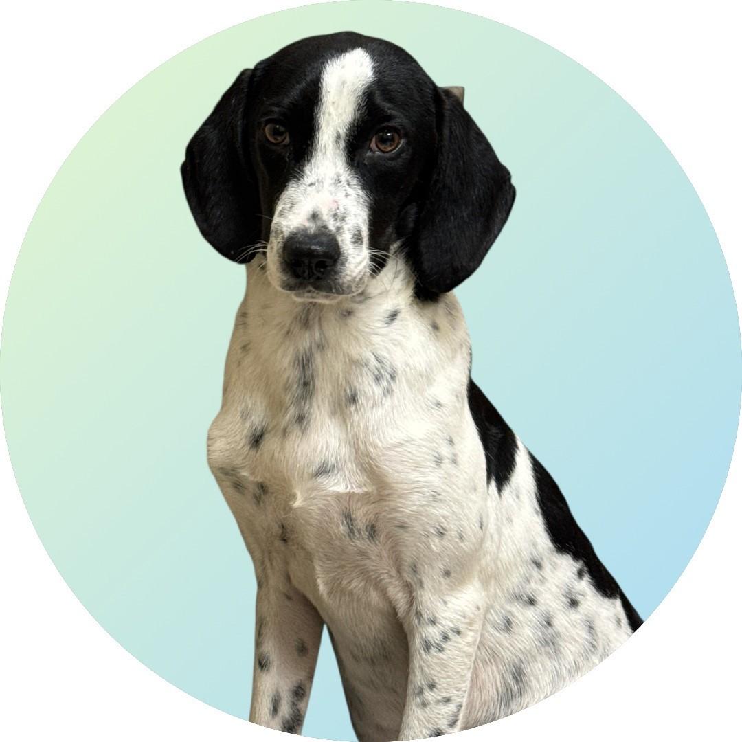 Woody, ADOPTABLE, Puppy Male Hound.