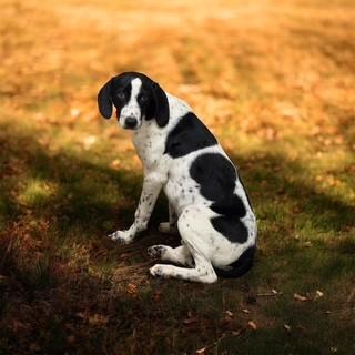 Enlarge Woody, a ADOPTABLE mixed breed in Lebanon, TN image 2/4