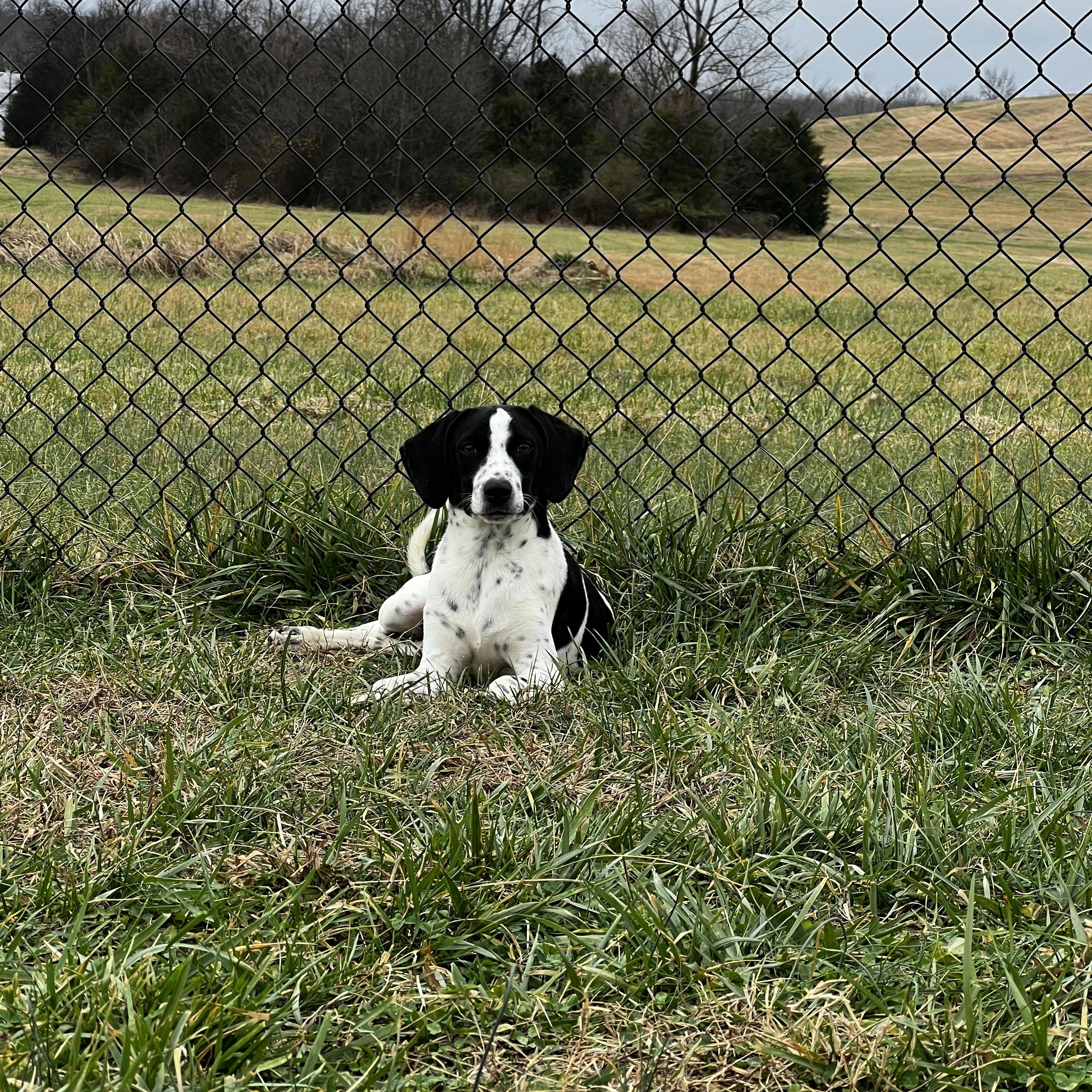 Enlarge Woody, a ADOPTABLE mixed breed in Lebanon, TN image 4/4