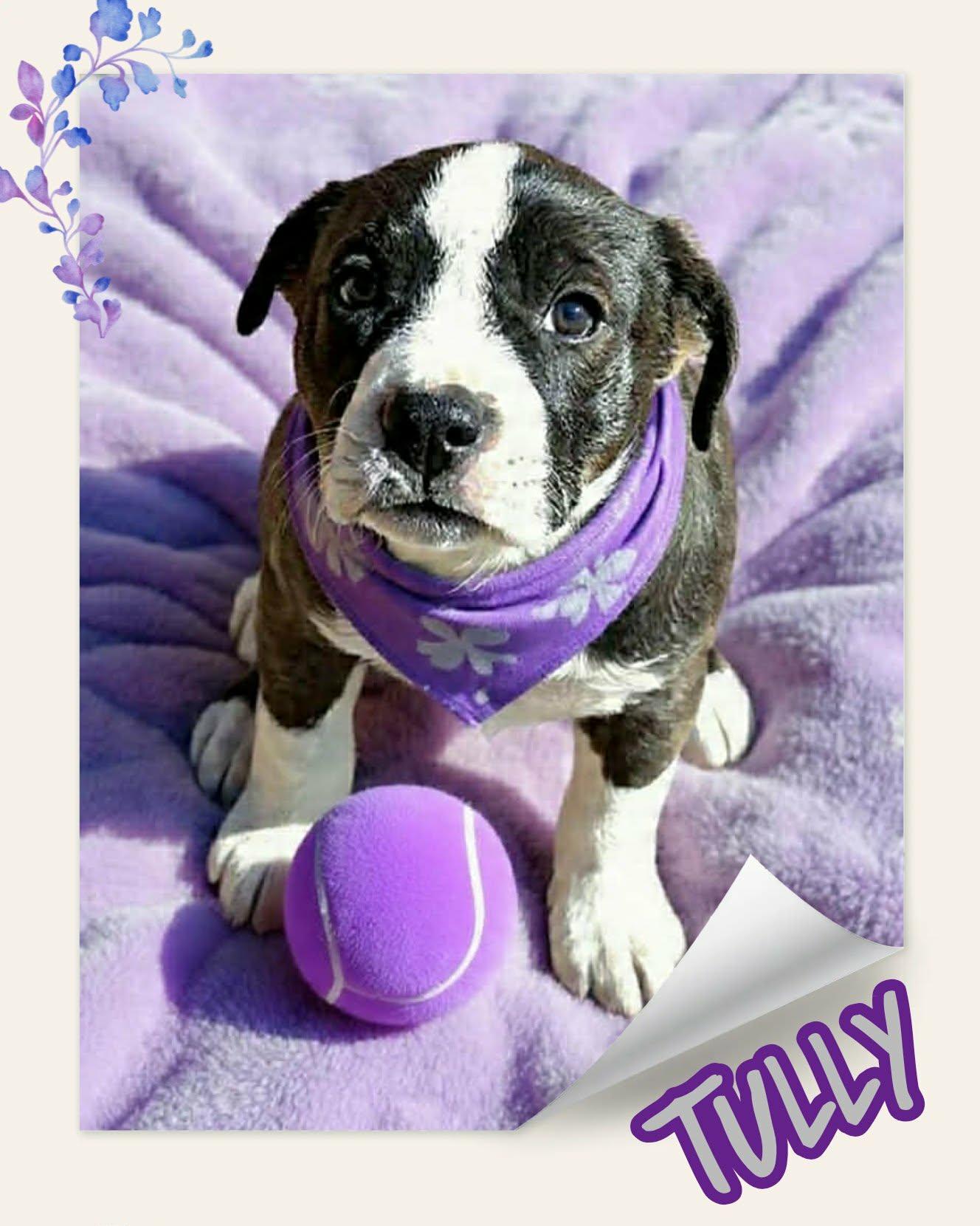Tully, adopted, Puppy Female American Staffordshire Terrier & Pit Bull Terrier.