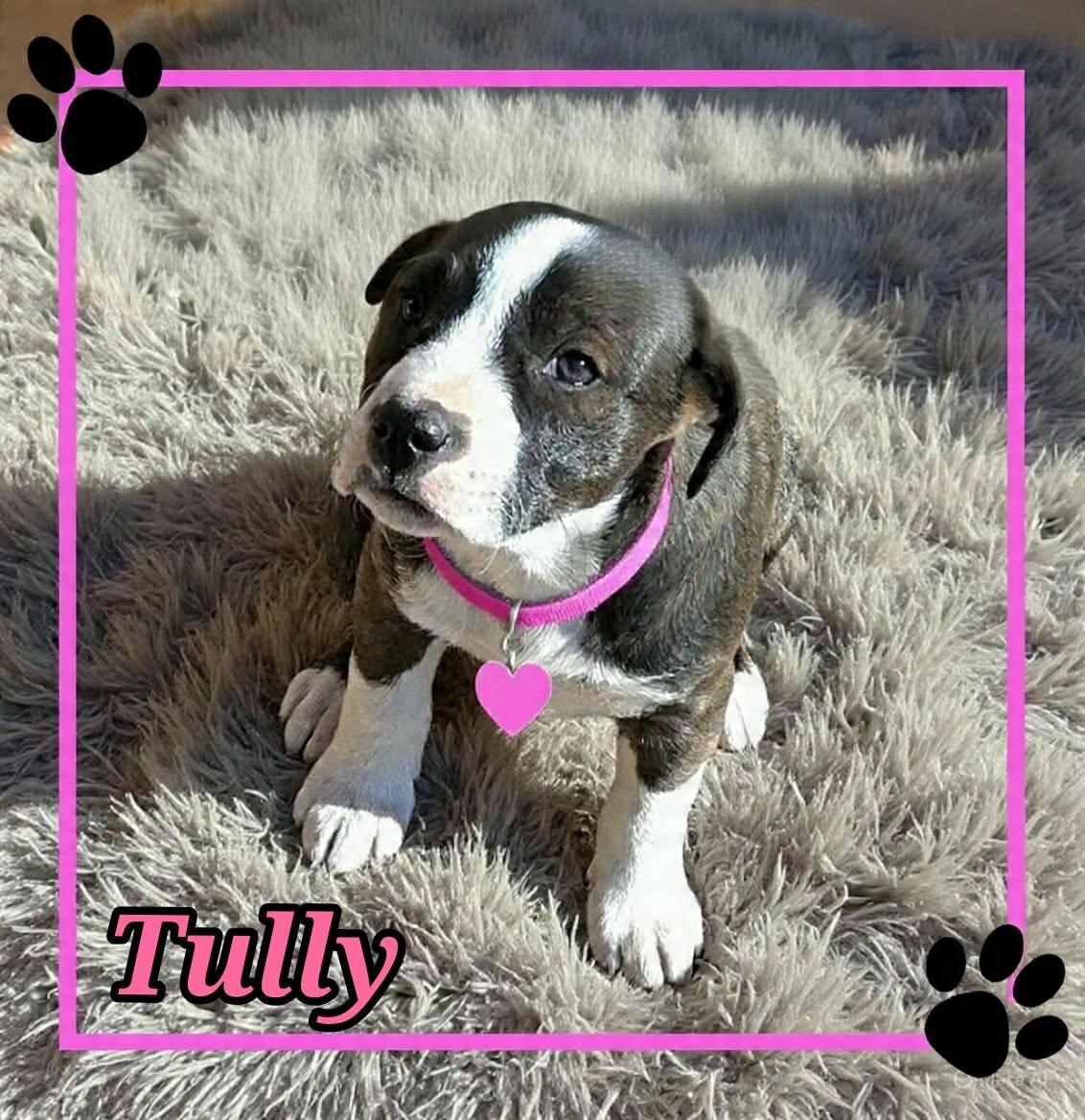 Enlarge Tully, an adopted mixed breed in Grove, OK image 2/4