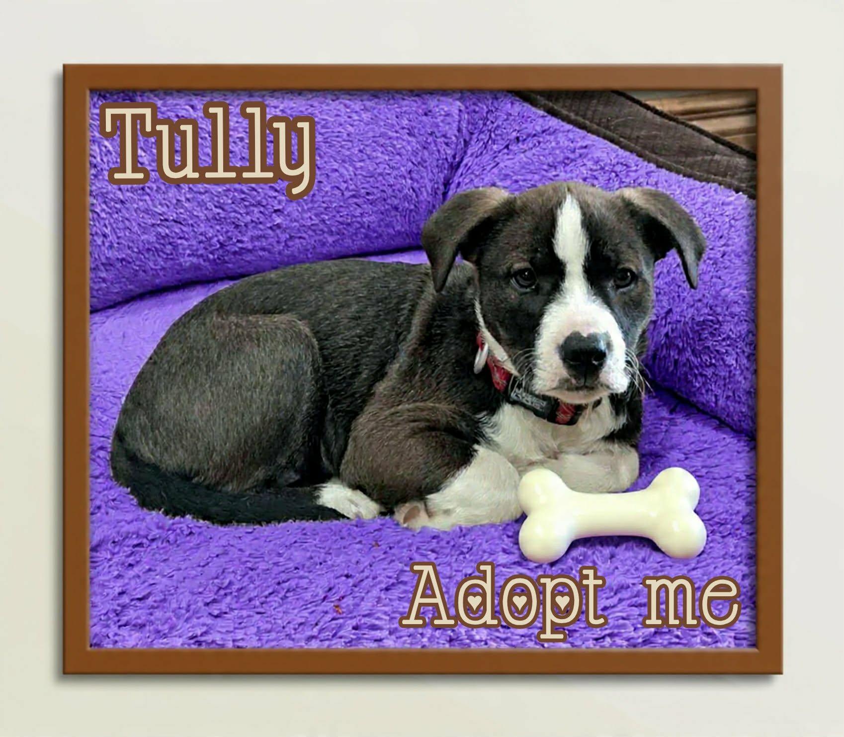 Enlarge Tully, an adopted mixed breed in Grove, OK image 4/4