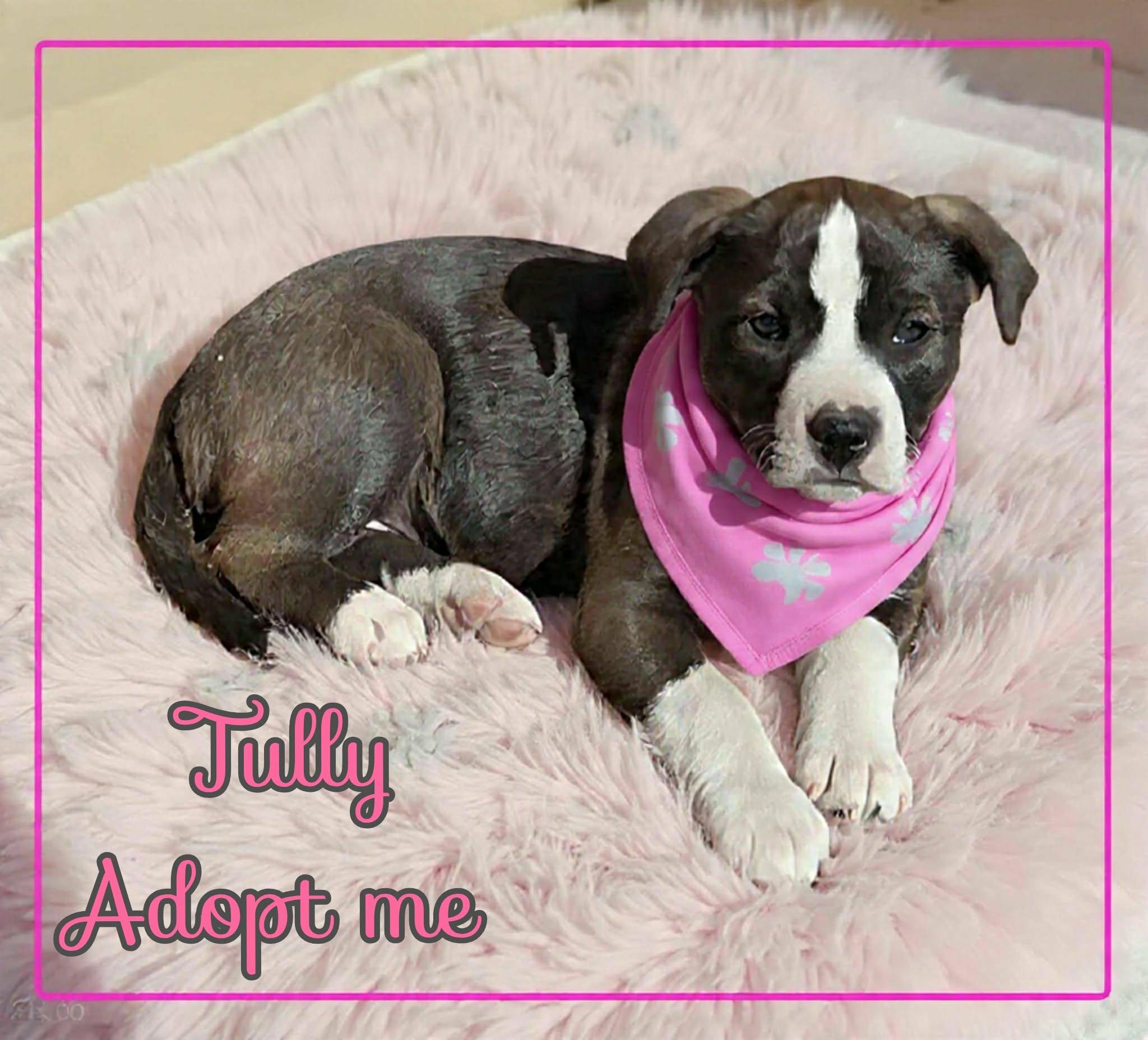 Enlarge Tully, an adopted mixed breed in Grove, OK image 3/4
