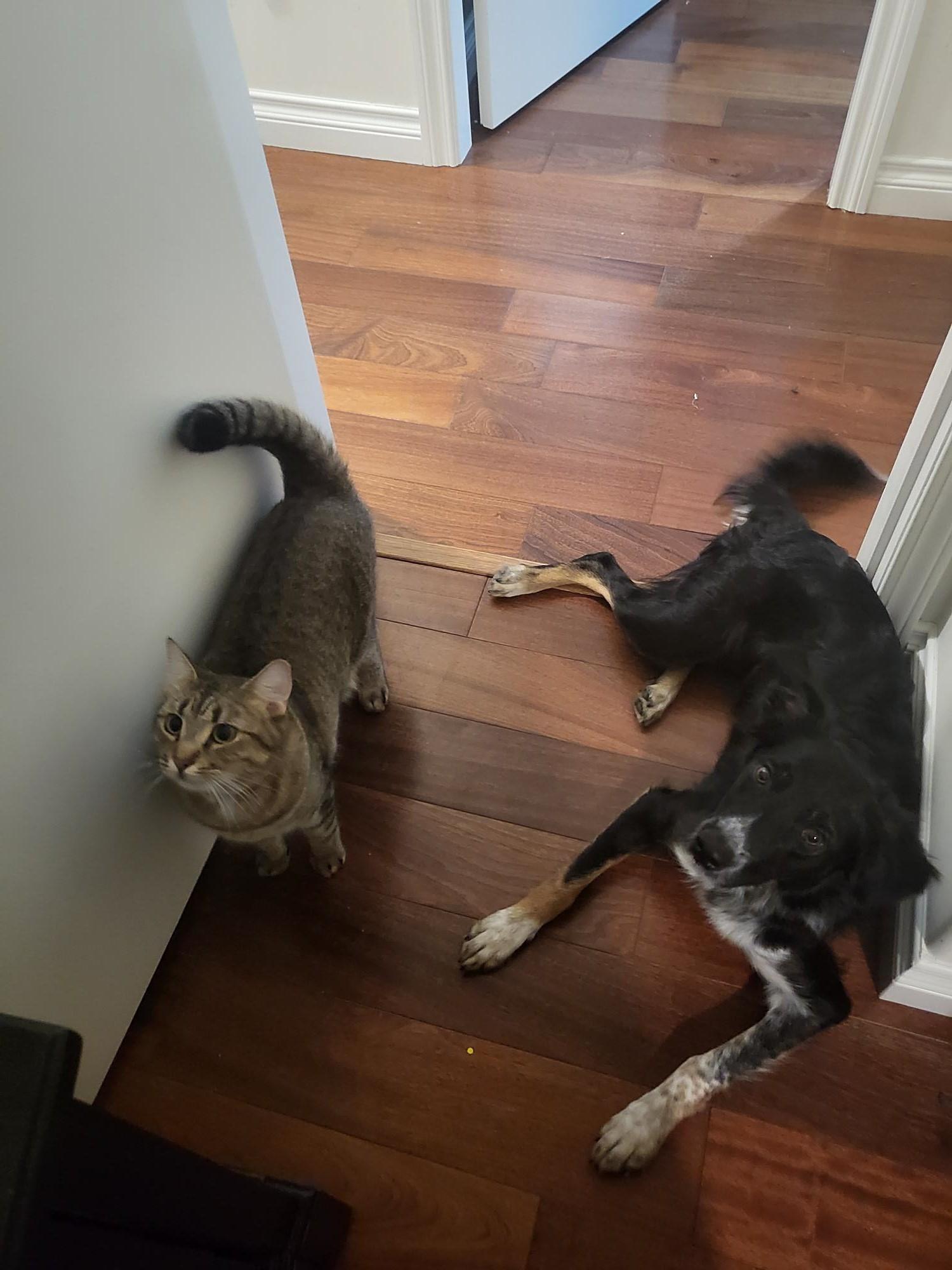 Enlarge Midna, an adopted mixed breed in Richmond, BC image 1/3