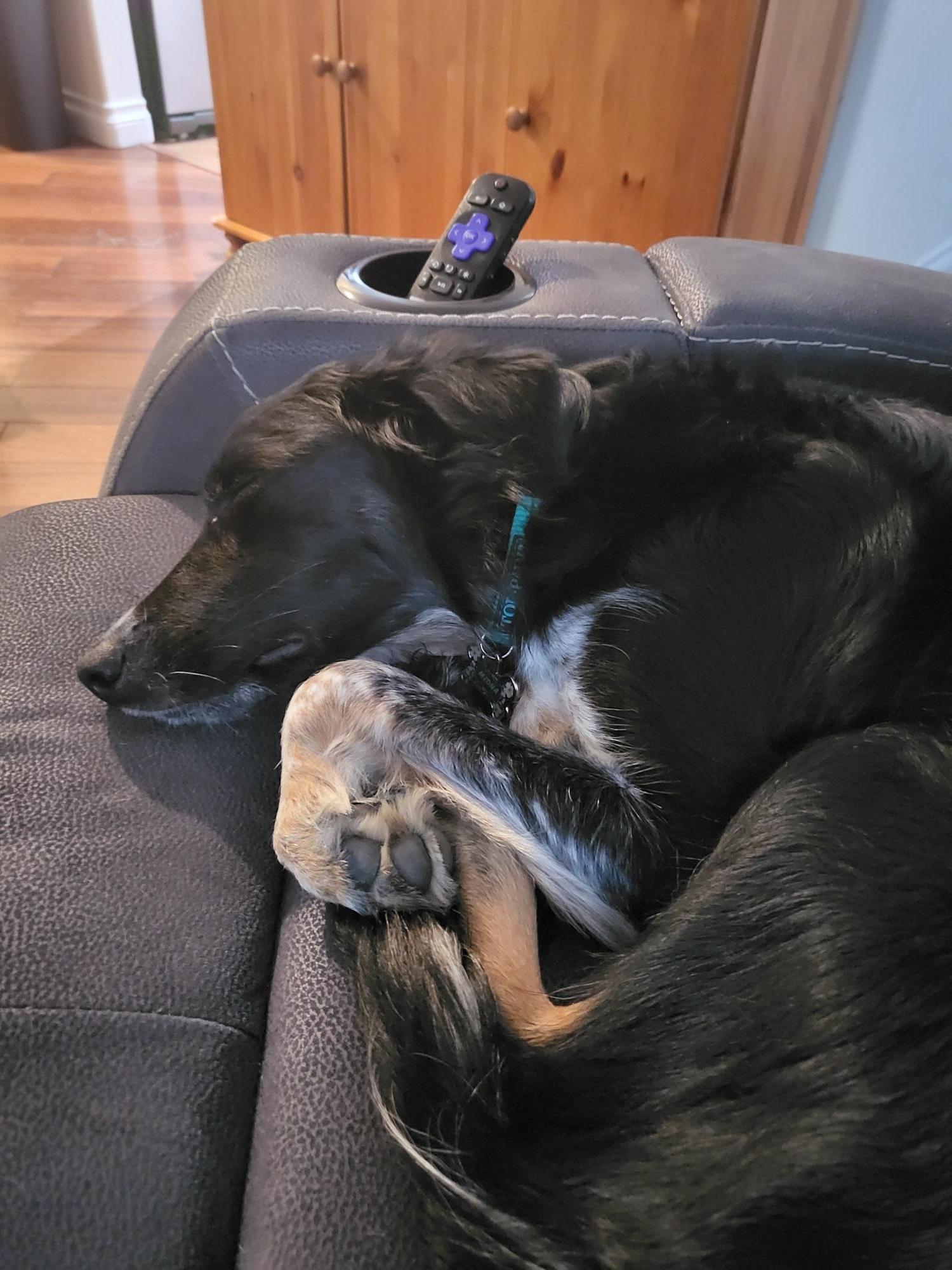 Midna, adopted, Young Female Border Collie & Australian Kelpie.
