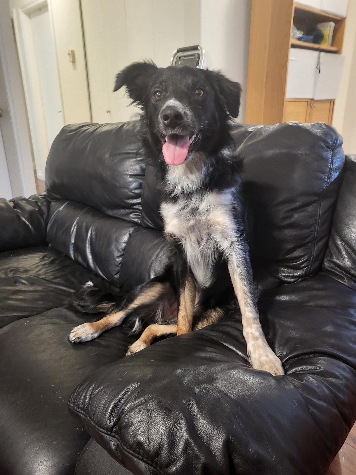 Enlarge Midna, an adopted mixed breed in Richmond, BC image 3/3