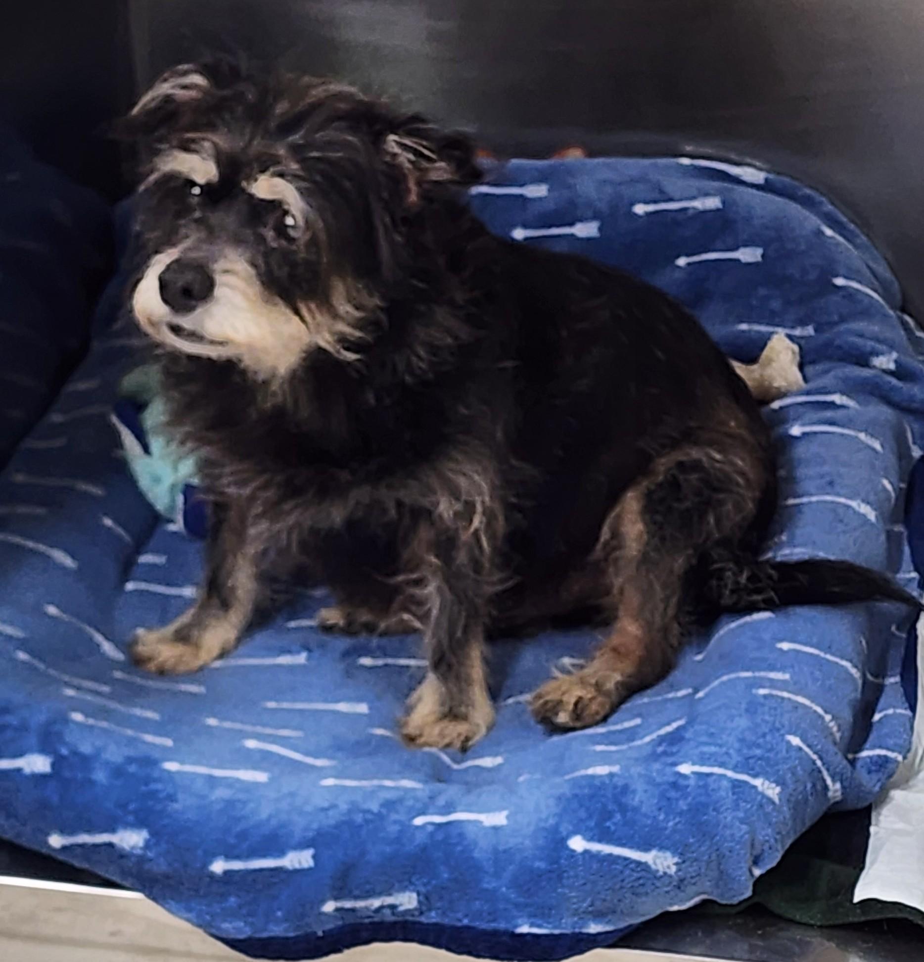 Enlarge Franklin in Maine, an adopted mixed breed in Cumberland, ME image 2/2