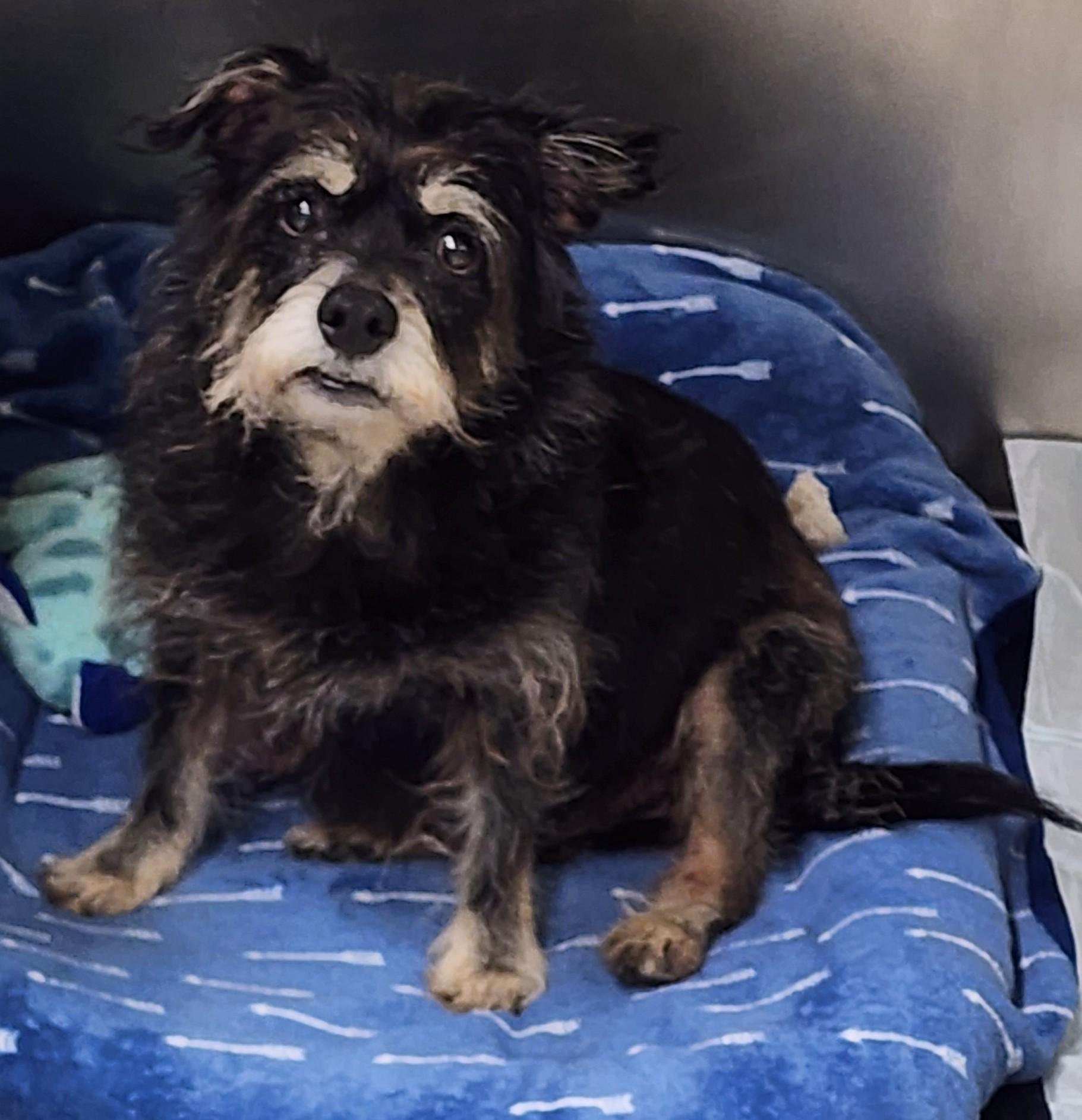 Franklin in Maine, ADOPTABLE, Senior Male Terrier.