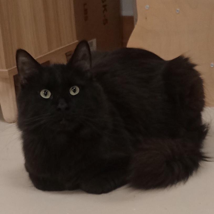 Enlarge Midnight, a Adoptable mixed breed in Grand Rapids, MN image 2/3