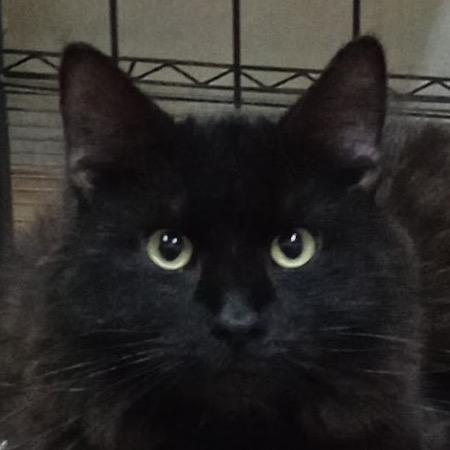Midnight, Adoptable, Young Male Domestic Long Hair & Domestic Short Hair.
