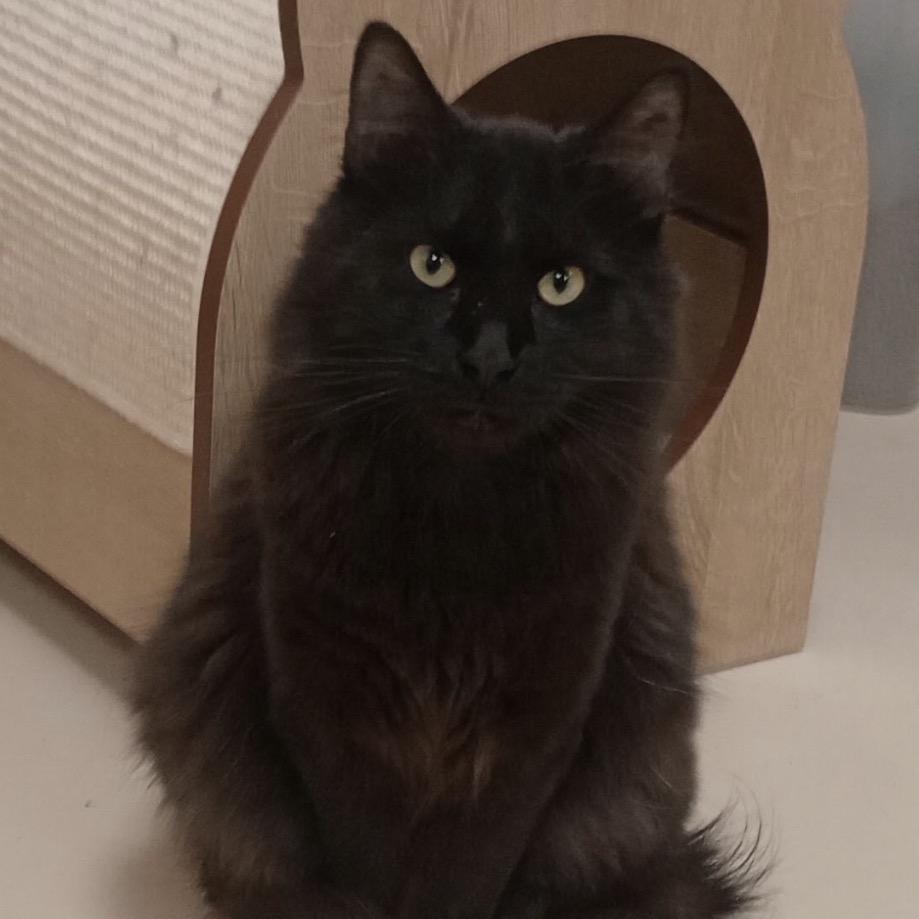 Enlarge Midnight, a Adoptable mixed breed in Grand Rapids, MN image 3/3