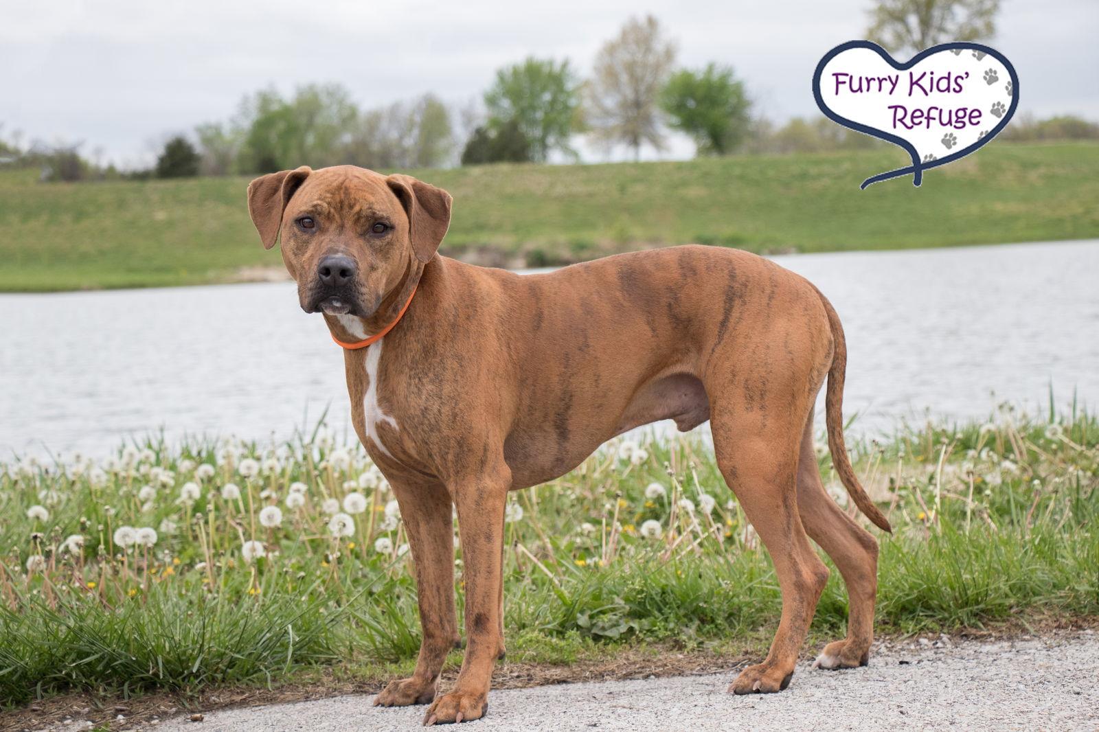 Enlarge Indy (Gerard Butler), a Adoptable mixed breed in Lee's Summit, MO image 1/6