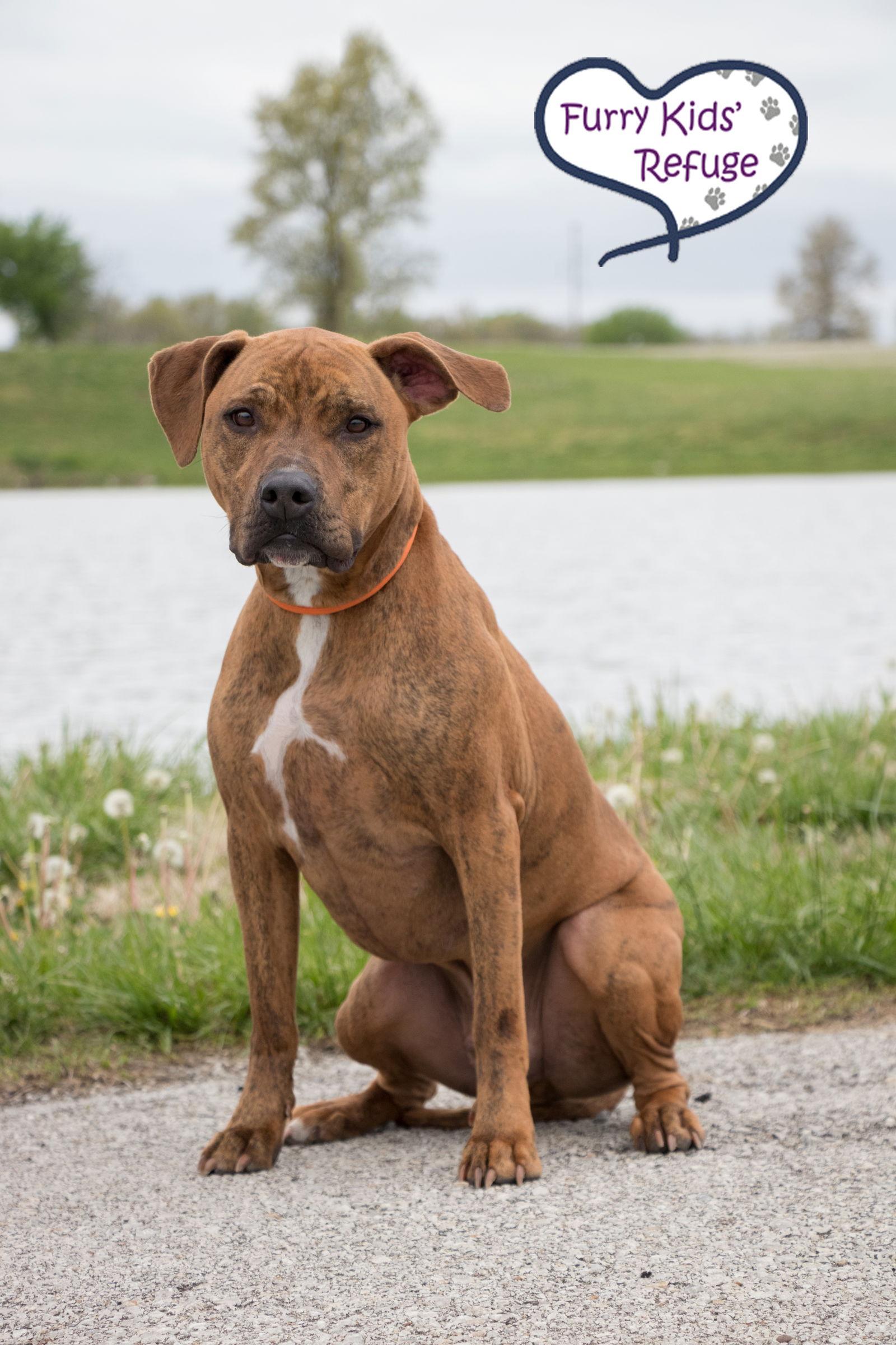 Enlarge Indy (Gerard Butler), a Adoptable mixed breed in Lee's Summit, MO image 2/6