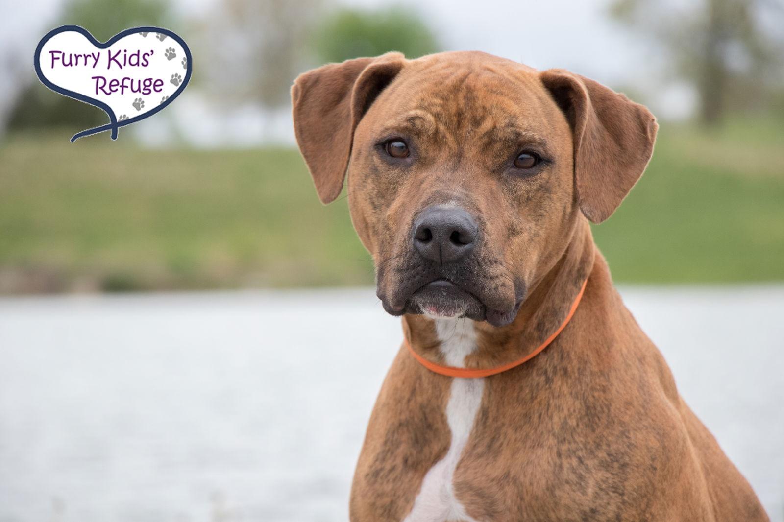 Enlarge Indy (Gerard Butler), a Adoptable mixed breed in Lee's Summit, MO image 3/6