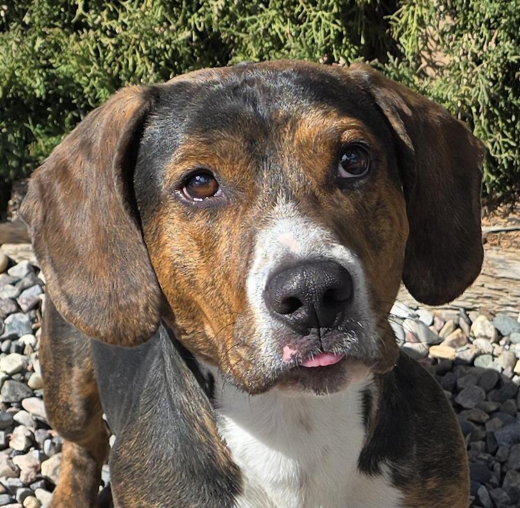 Enlarge Polite Mr Poco = ​LOVE !, a Adoptable Basset Hound in Albuquerque, NM image 1/5