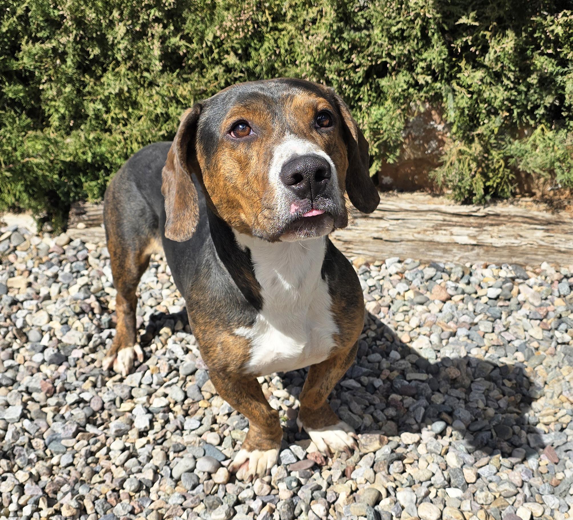 Enlarge Polite Mr Poco = ​LOVE !, a Adoptable Basset Hound in Albuquerque, NM image 2/2