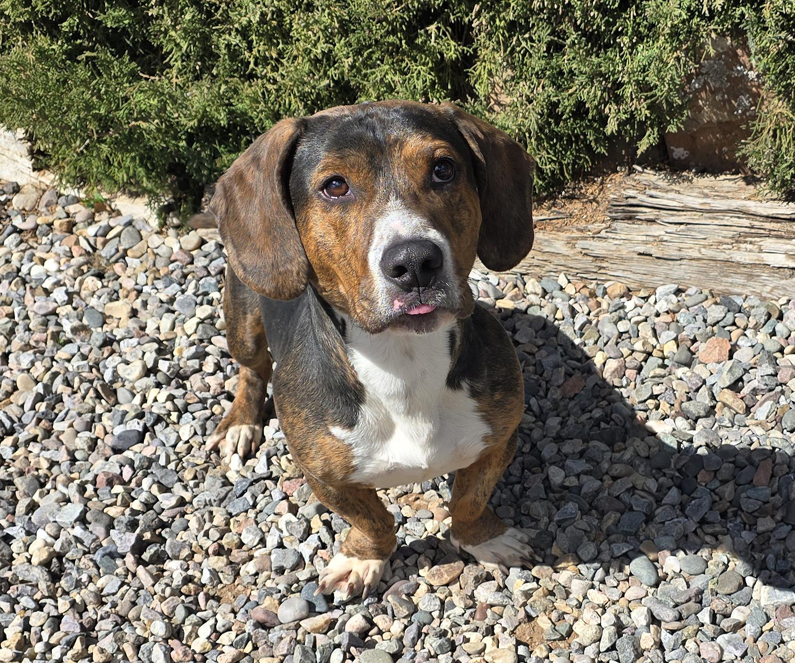 Enlarge Polite Mr Poco = ​LOVE !, a Adoptable Basset Hound in Albuquerque, NM image 2/5