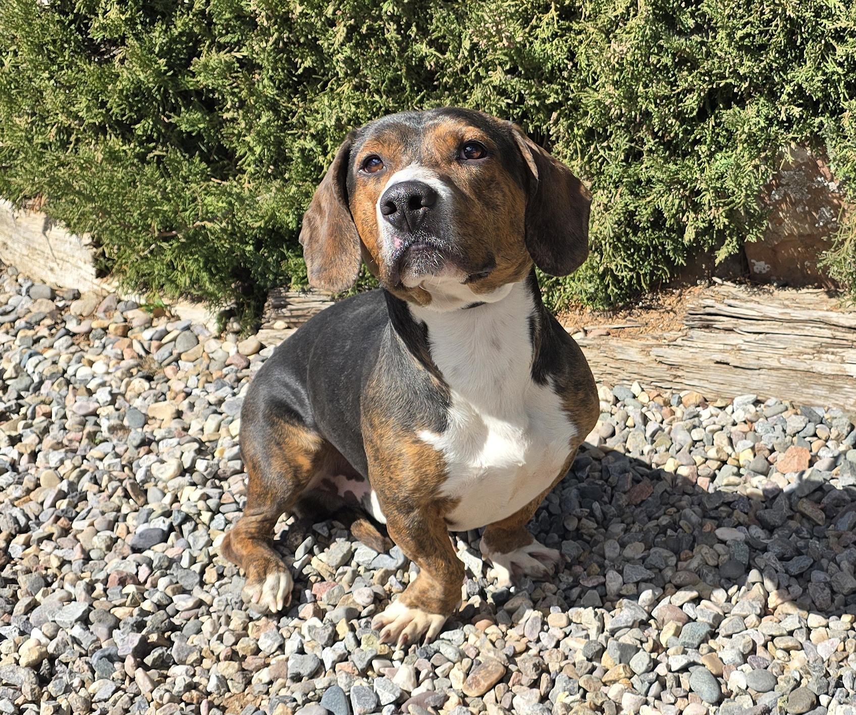 Enlarge Polite Mr Poco = ​LOVE !, a Adoptable Basset Hound in Albuquerque, NM image 5/5