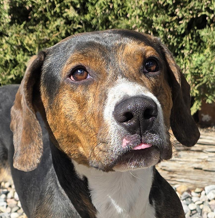 Enlarge Polite Mr Poco = ​LOVE !, a Adoptable Basset Hound in Albuquerque, NM image 1/2