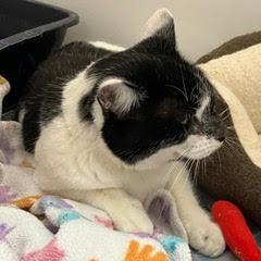 Murphy--Gent Comes with Vet Care Support for Life! — thumbnail 2