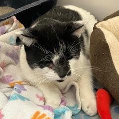 Murphy--Gent Comes with Vet Care Support for Life! — thumbnail 3