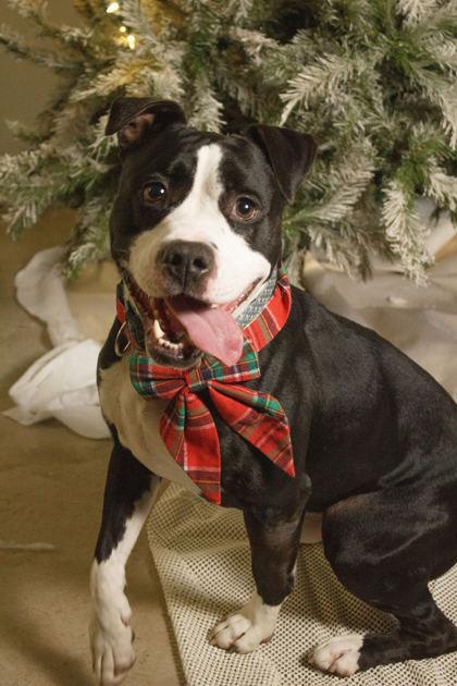Elmer, a Adoptable Mixed Breed in Belleville, MI image 1/6