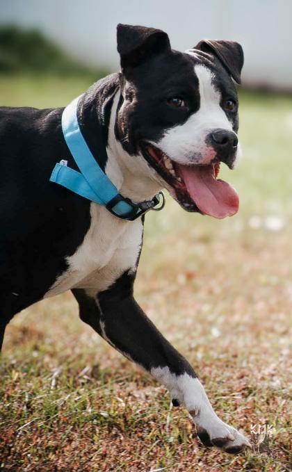 Elmer, a Adoptable Mixed Breed in Belleville, MI image 3/6