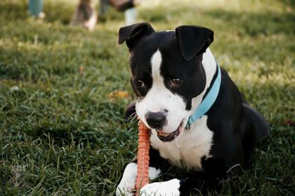 Elmer, a Adoptable Mixed Breed in Belleville, MI image 4/6