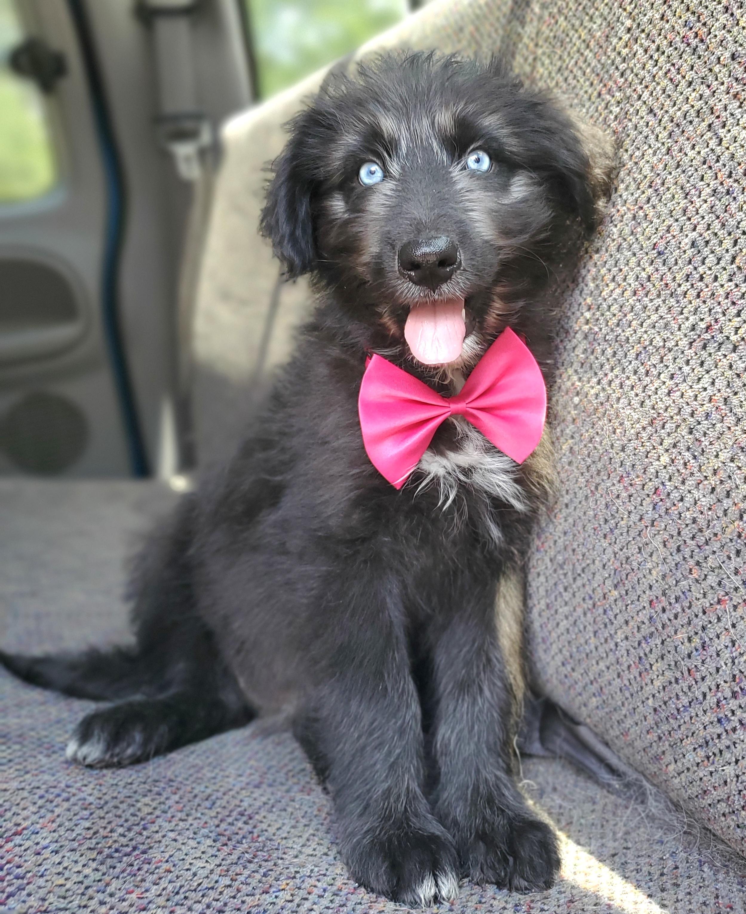 Enlarge Samara, a Adoptable mixed breed in Atlanta , GA image 4/6