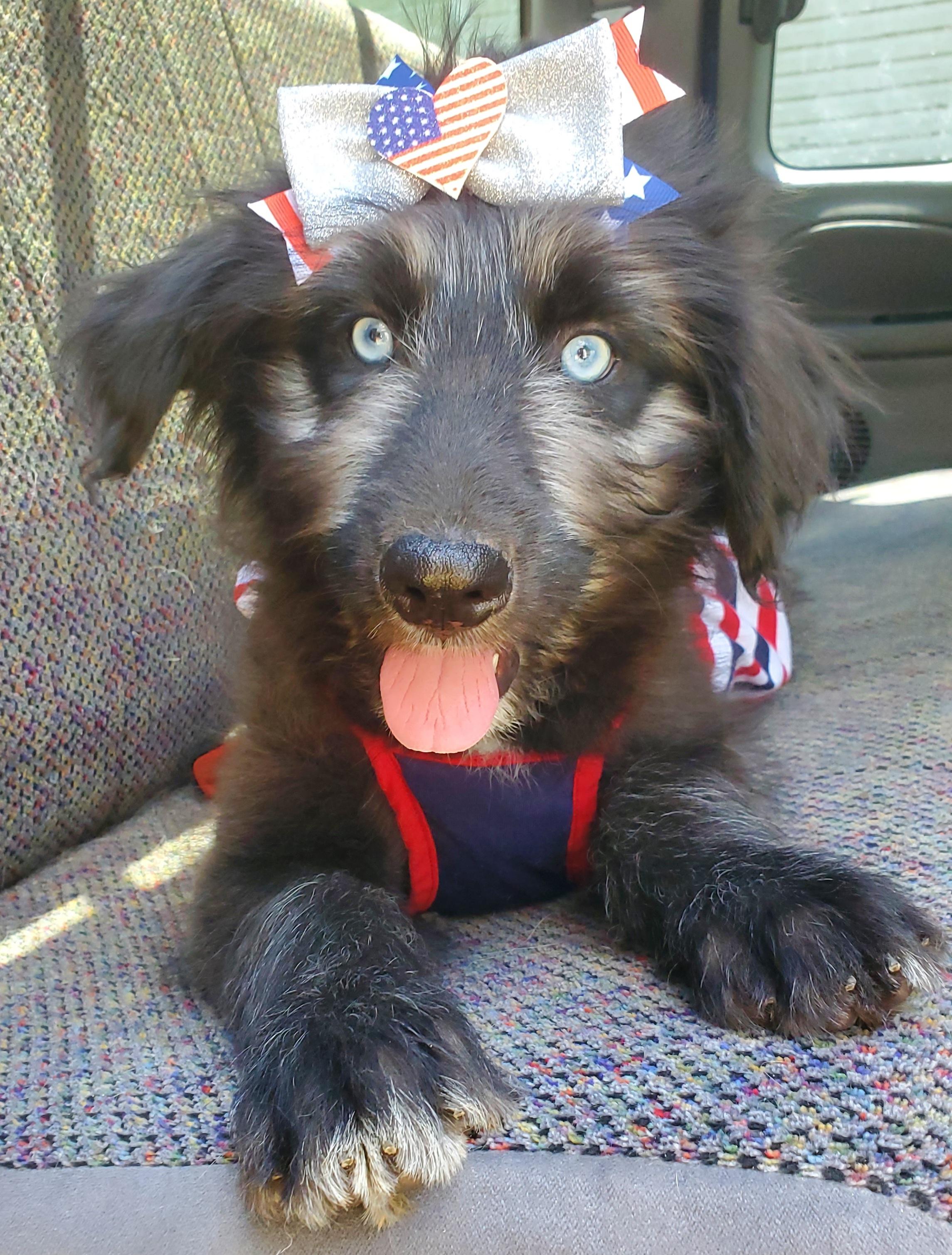 Enlarge Samara, a Adoptable mixed breed in Atlanta , GA image 2/6
