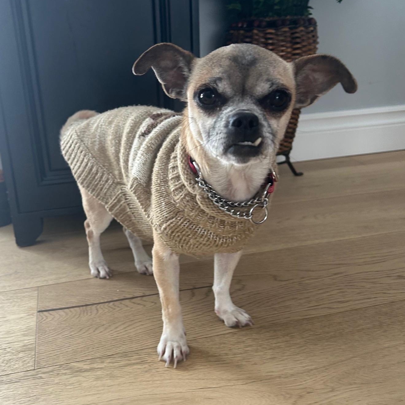 Maggie, ADOPTABLE, Young Female Chihuahua.