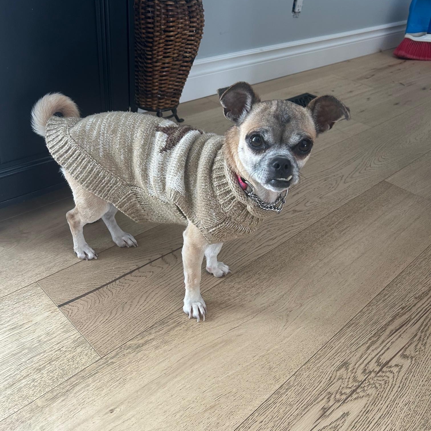 Maggie, a ADOPTABLE mixed breed image 2/3