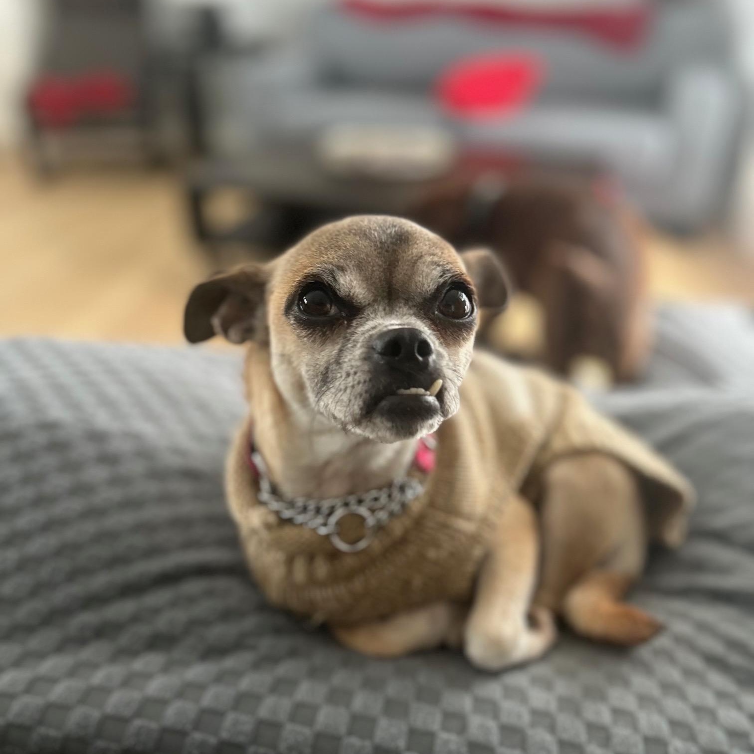 Maggie, a ADOPTABLE mixed breed image 3/3