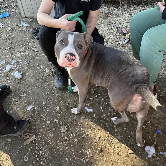 Enlarge Lumi, a ADOPTABLE Mixed Breed in Chester, PA image 3/5