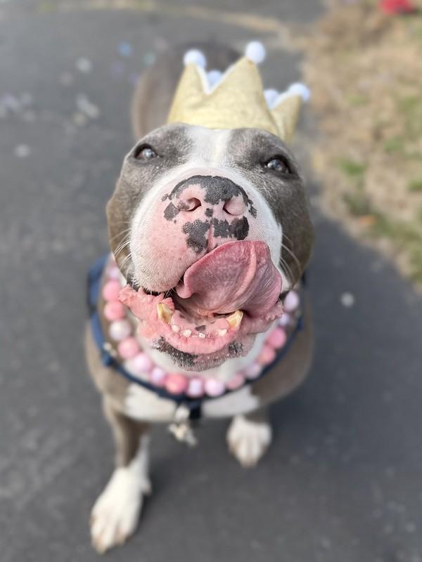 Enlarge Lumi, a ADOPTABLE Mixed Breed in Chester, PA image 1/6