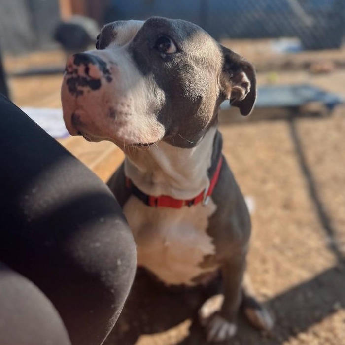 Enlarge Lumi, a ADOPTABLE Mixed Breed in Chester, PA image 4/5