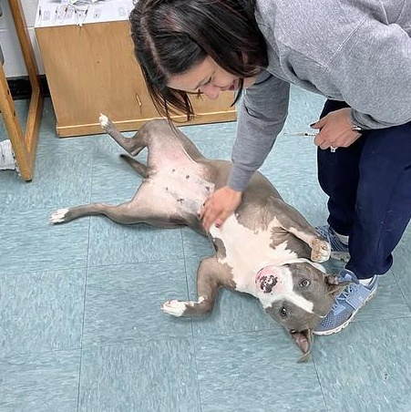 Enlarge Lumi, a ADOPTABLE Mixed Breed in Chester, PA image 4/6