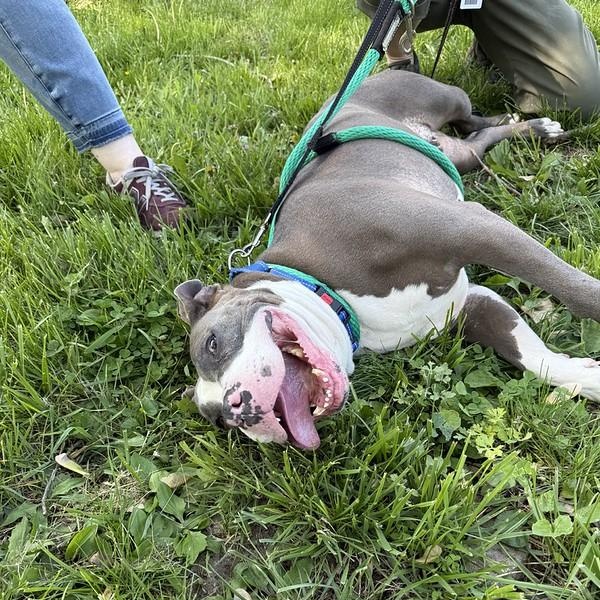 Enlarge Lumi, a ADOPTABLE Mixed Breed in Chester, PA image 3/6
