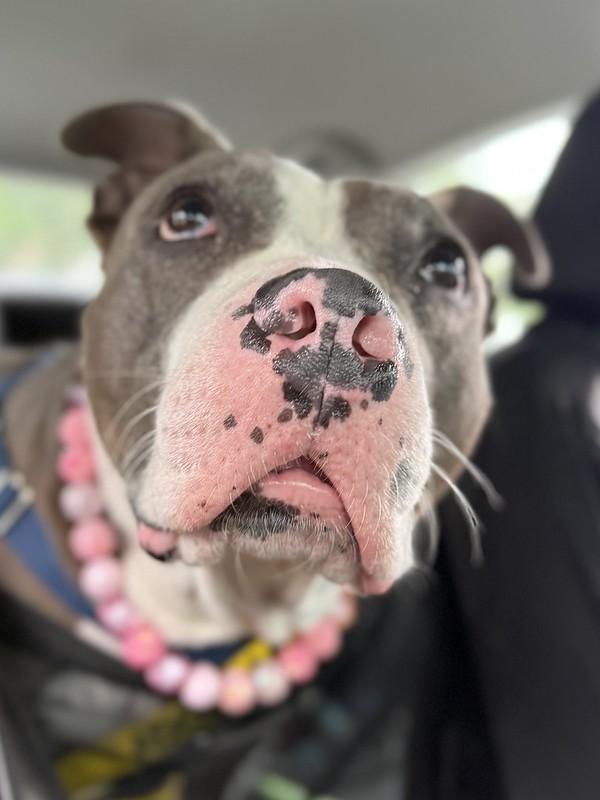 Lumi, ADOPTABLE, Young Female Mixed Breed.