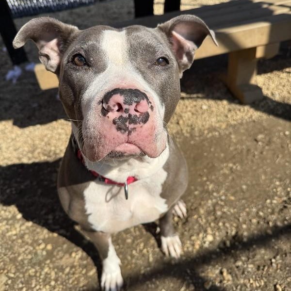 Lumi, ADOPTABLE, Young Female Mixed Breed.